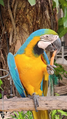 Close-up view of colorful macaw parrot on a log eating food, colorful pet parrot, tame and can imitate human speech. Vertical footage