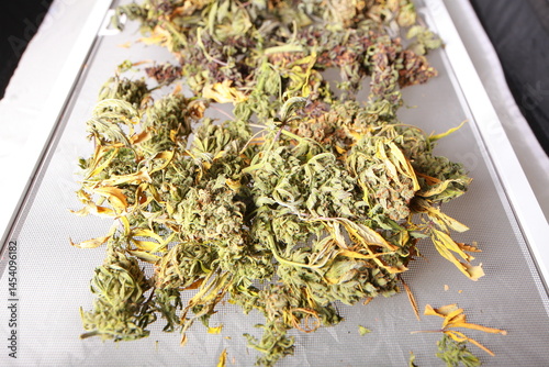drying cannabis plant close up
