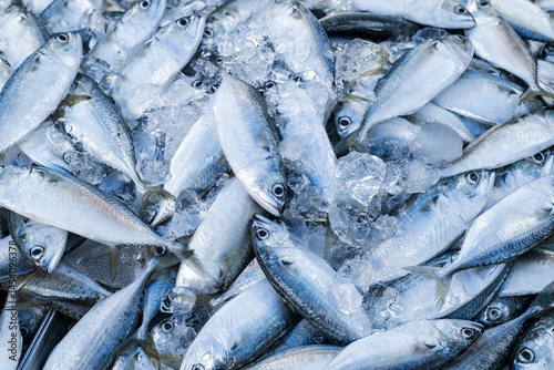 Fresh mackerel fishes on freezer shelf in supermarket, Close up shot.