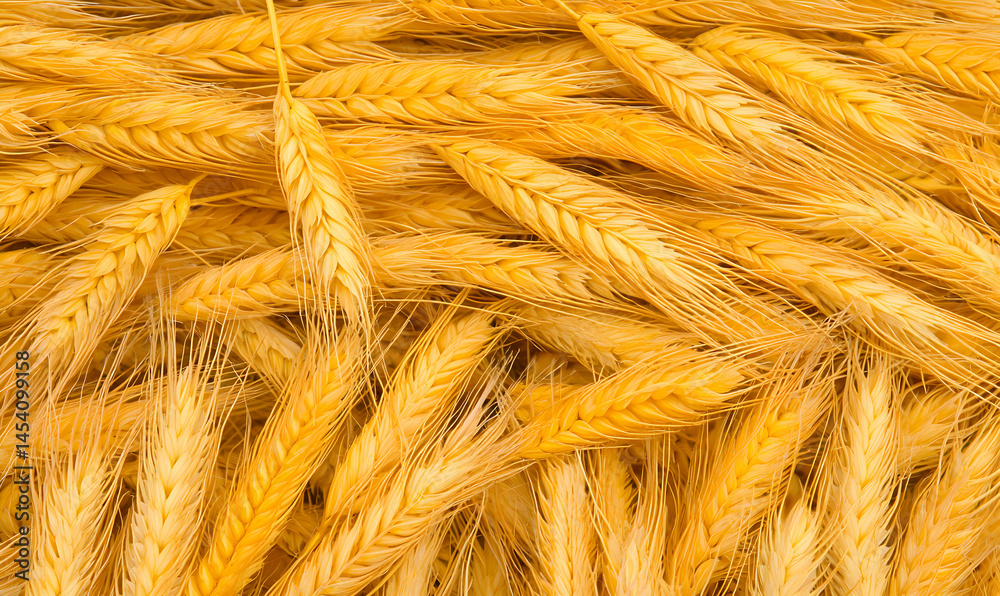 Fototapeta premium Golden wheat stalks fill the frame, creating a textured, warm, and abundant natural pattern