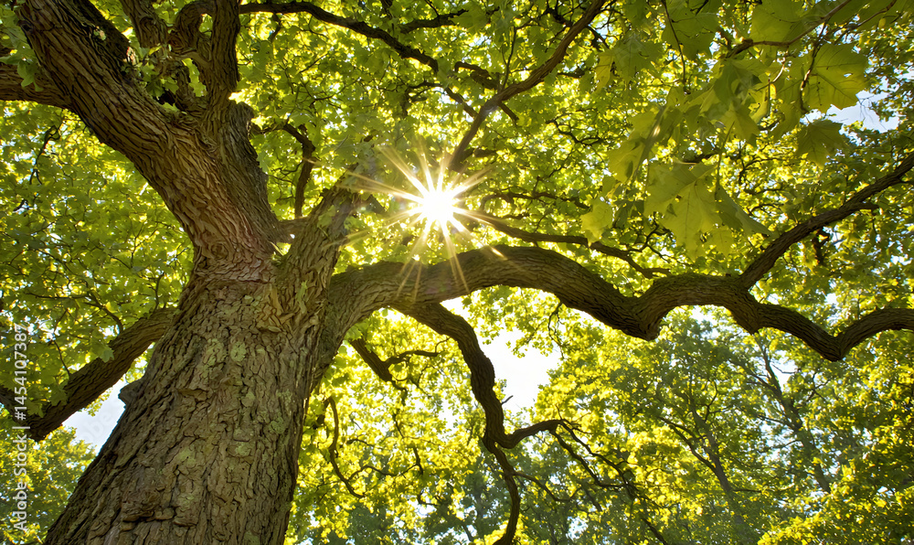 Obraz premium Sunny Canopy Upward view of a large tree with sun shining through green leaves, textured bark, and sky