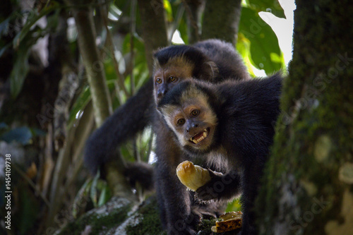 Canvas Print "Cheeky Capuchin Monkeys Sharing a Jungle Snack"