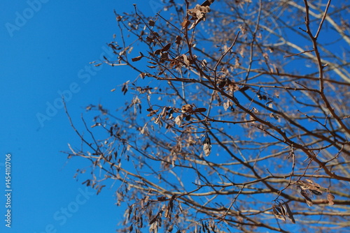 shavings hanging on the bean tree dry