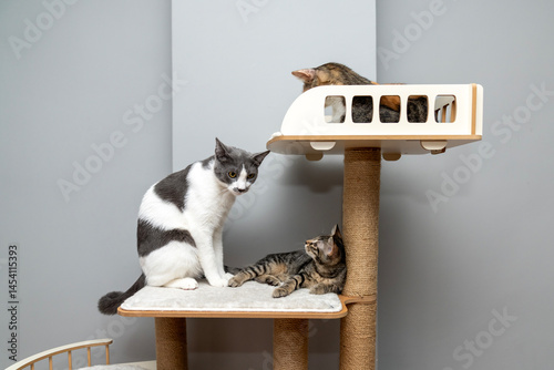 Photography three cats playing  on a soft cat's shelf of a cat's house, cat tower, cat tree on top indoors