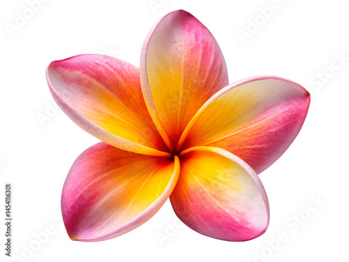 frangipani flower isolated on white