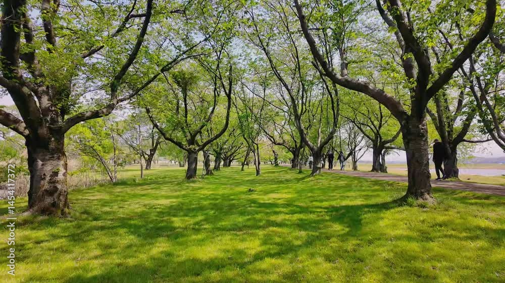Spring Park in Japan with Cherry Blossoms Spring Park in Japan with Cherry Blossoms