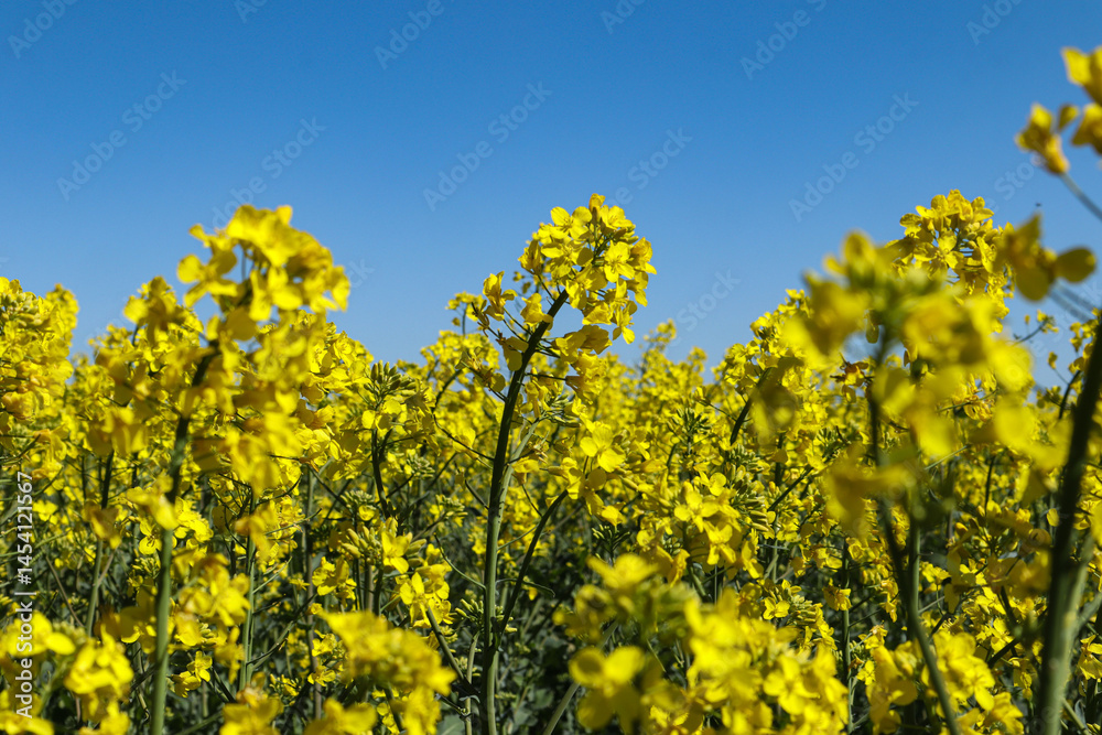 Field of blooming rapeseed on a sunny spring day, close-up Field of blooming rapeseed on a sunny spring day, close-up