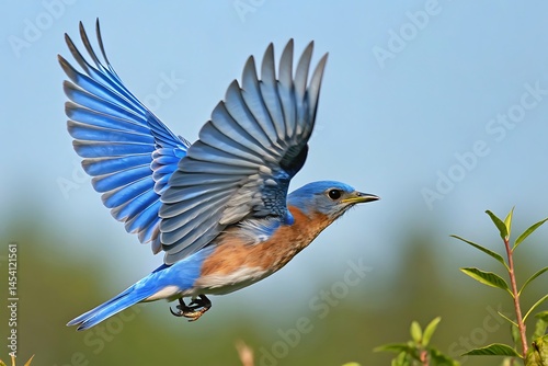 North Carolina bluebird flying to the left