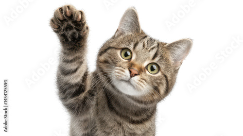 A cute brown tabby kitten raises its paw with a curious expression against a clean white background studio.