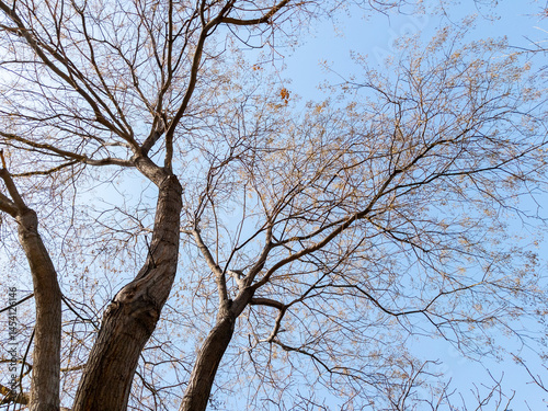 Bottom view of a trees in a forest