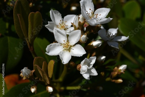 Rhaphiolepis indica (Yeddo hawthorn) flowers. Rosaceae evergreen shrub. It grows near the coast in warm regions and blooms with fragrant five-petal flowers in early summer.
