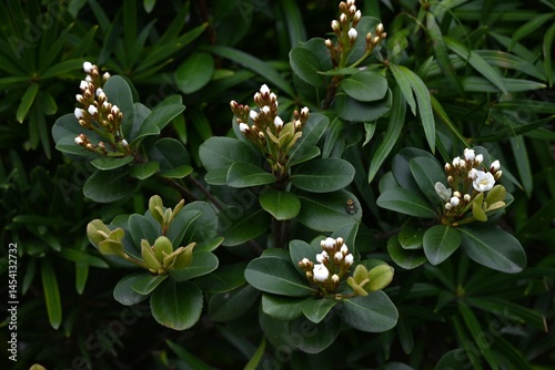 Rhaphiolepis indica (Yeddo hawthorn) flowers. Rosaceae evergreen shrub. It grows near the coast in warm regions and blooms with fragrant five-petal flowers in early summer.
