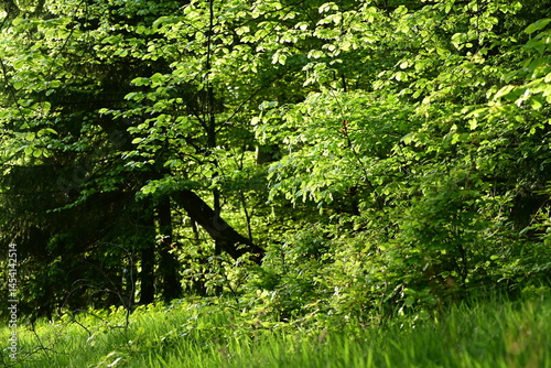 Buchenwald im Frühling. Zartes erstes Buchenlaub in der Frühlingssonne