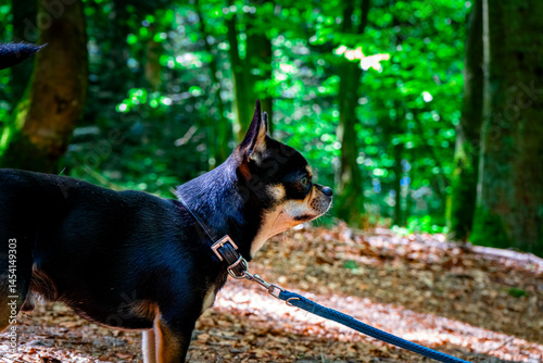 Diego the Chihuahua on a Hiking Tour in the Bavarian Forests