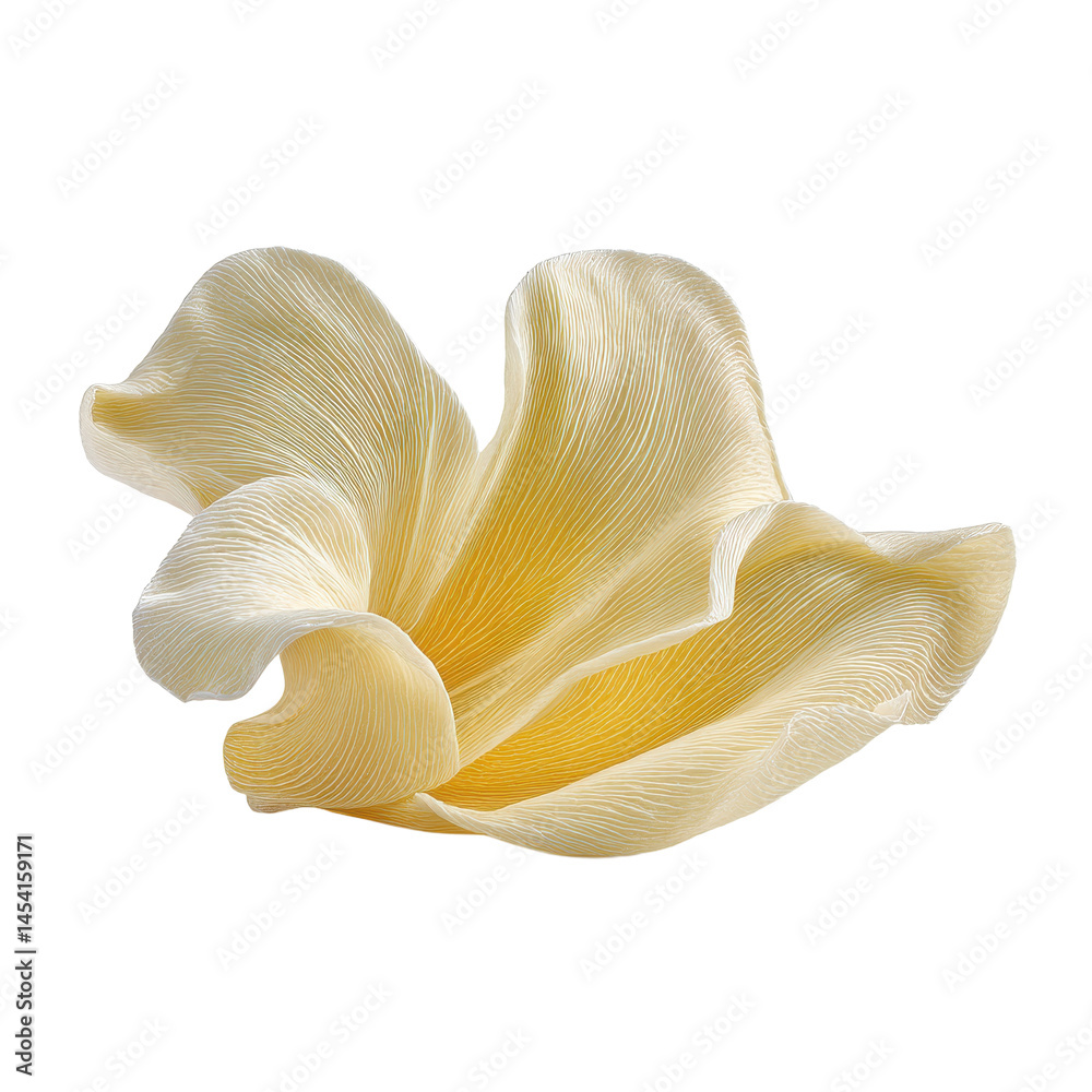 A Gentle Close-Up of a Creamy White and Yellow Flower Blossom A Gentle Close-Up of a Creamy White and Yellow Flower Blossom