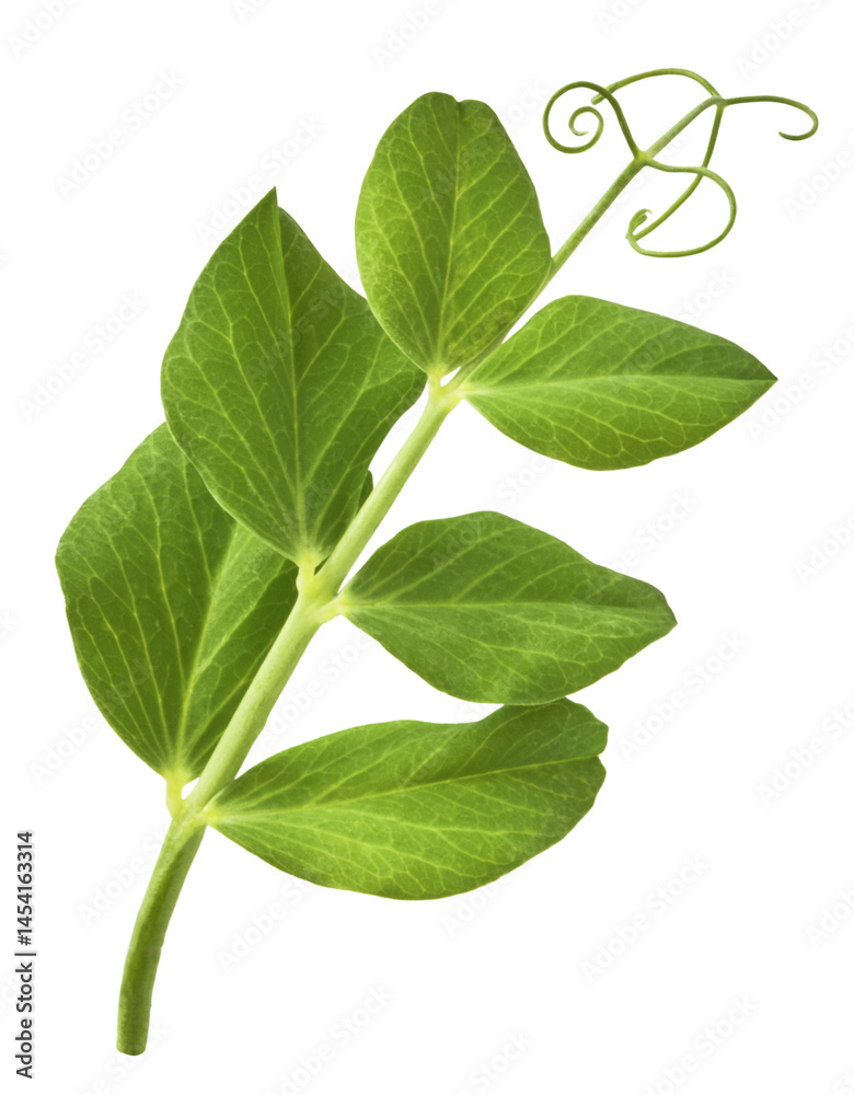 Fresh leaves of Green Peas falling in the air isolated on white background. Food levitation or zero gravity conception Fresh leaves of Green Peas falling in the air isolated on white background. Food levitation or zero gravity conception