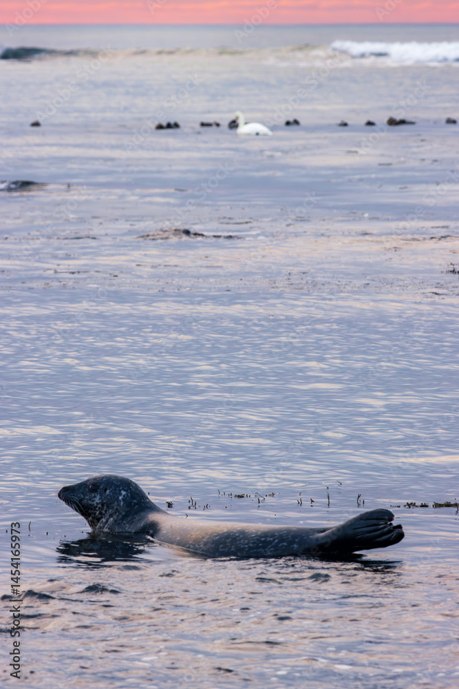 Fototapeta premium Seals in the beach of Ytri-tunga in Snaefellsnes peninsula (Iceland)