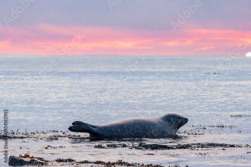 Seals in the beach of Ytri-tunga in Snaefellsnes peninsula (Iceland)