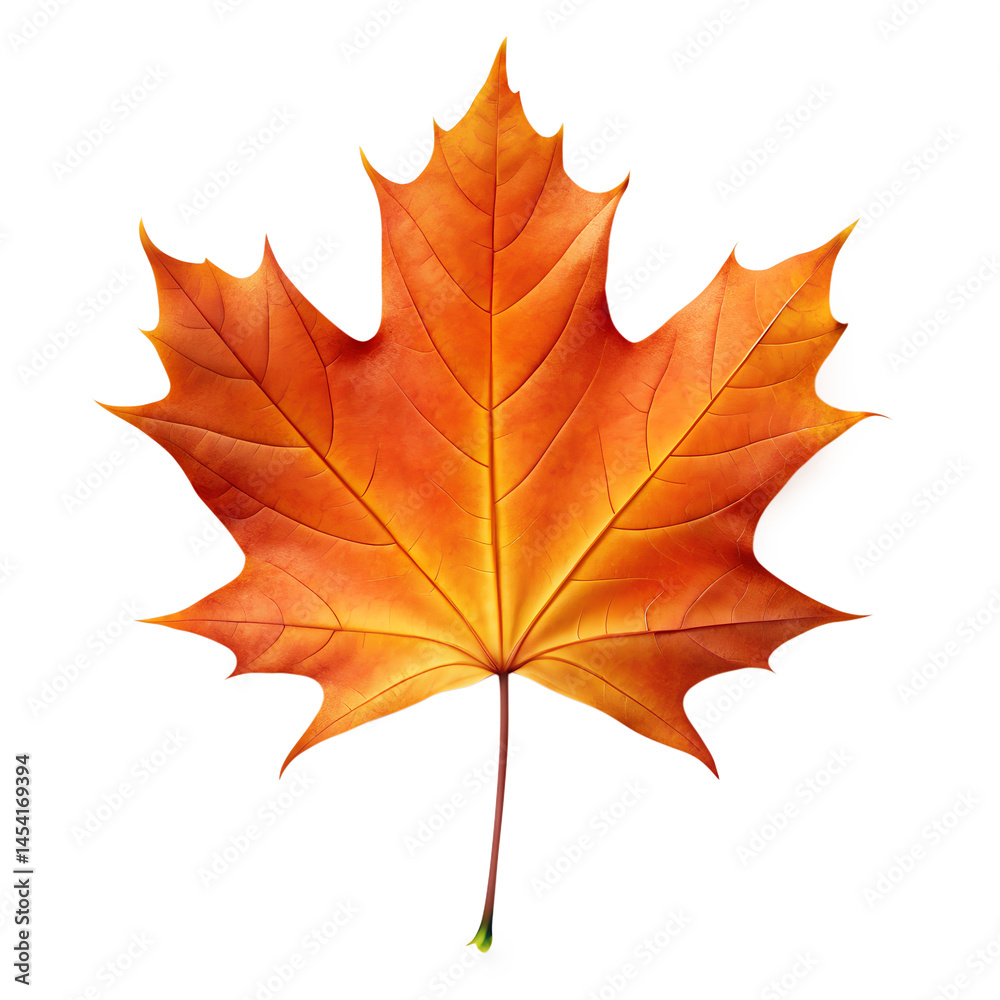 Fototapeta premium a simple maple isolated on white background
