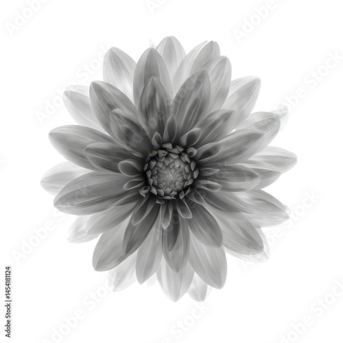 Wallpaper Mural Grayscale Flower Bloom An Exquisite Botanical Display of Dahlia's Delicate Petals and Form Torontodigital.ca