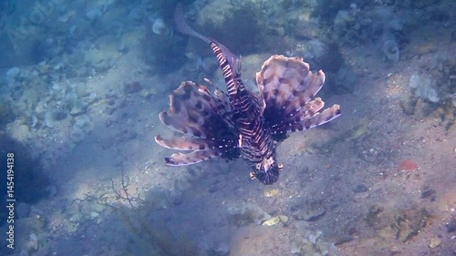 Close up of Lion fish, its scientific name is Pterois miles, belongs to the family Scorpaenidae. The fish has fins as spines which are extremely venomous
