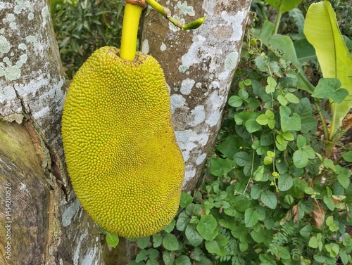Jackfruit (Artocarpus heterophyllus) still on tree in outdoor garden 