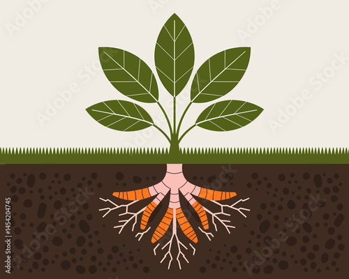 Carrot Plant With Roots Underground Agriculture Growth Concept