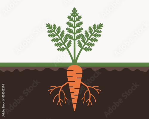 Carrot Fresh Vegetable Growing in the Soil Ground
