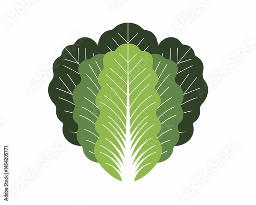 Isolated green lettuce leaves vector graphic for food ingredient