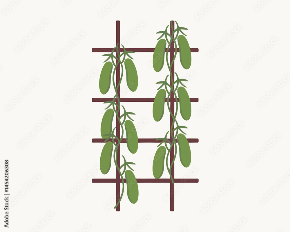Illustration Cucumber plant growing on trellis garden healthy food