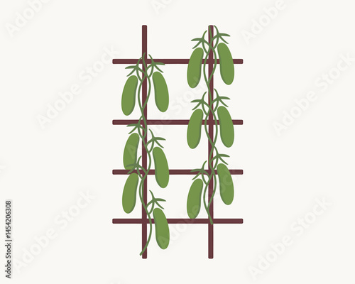 Illustration Cucumber plant growing on trellis garden healthy food