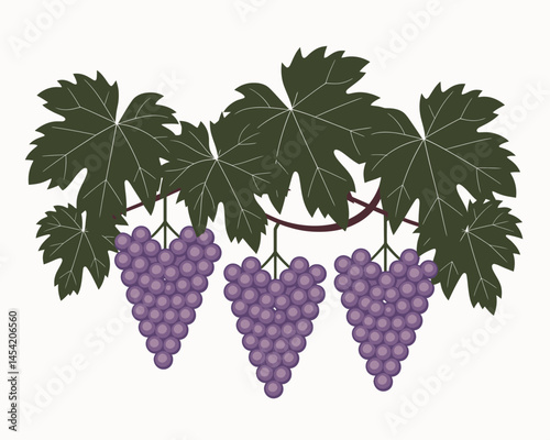 Ripe Purple Grapes Hanging from a Vine with Leaves