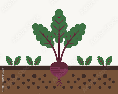 Beetroot Plant Growing with Soil and Seedlings Illustration