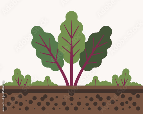 Vibrant Beetroot Plant Growing in Rich Soil Illustration
