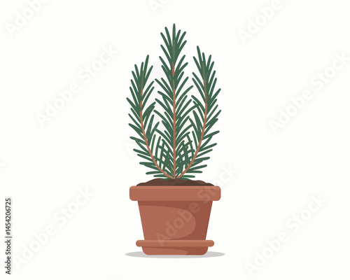Rosemary Herb Plant in Pot for Indoor Gardening