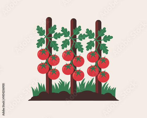 Ripe Tomatoes Growing on Vine in Home Vegetable Garden