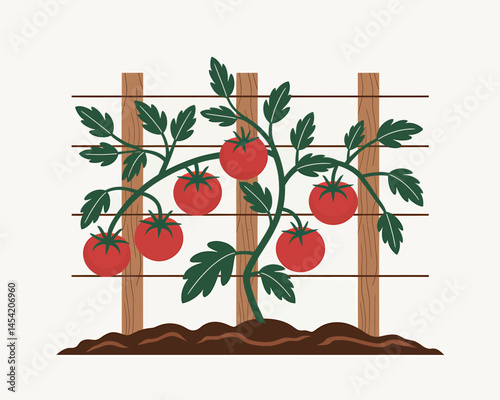 Fresh Tomatoes Growing on a Trellis in the Garden