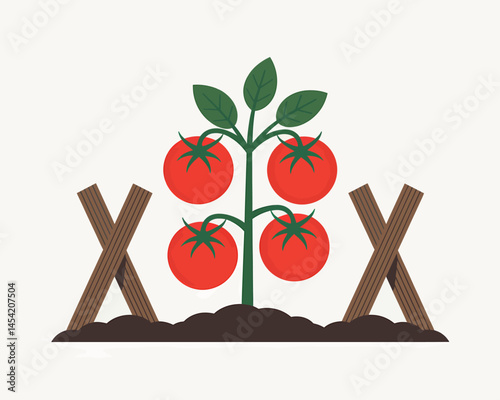 Ripe Tomato Plant with Wooden Supports Isolated on White