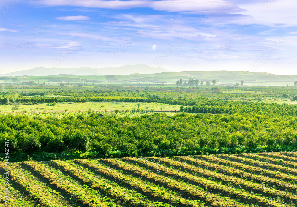Naklejka premium beautiful view in a green farm field with rows of rural plants and vegetables with amazing sunset or sunrise on background of agricultural landscape