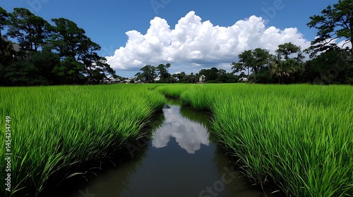 Serene Coastal Marsh Landscape Lush Green Rice Fields  Blue Sky.