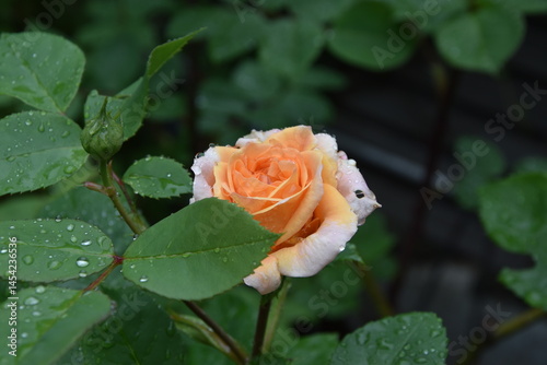 gelbe Rose