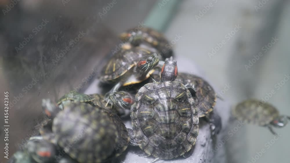 Footage of A group of turtles piled up on the edge of a pool of water