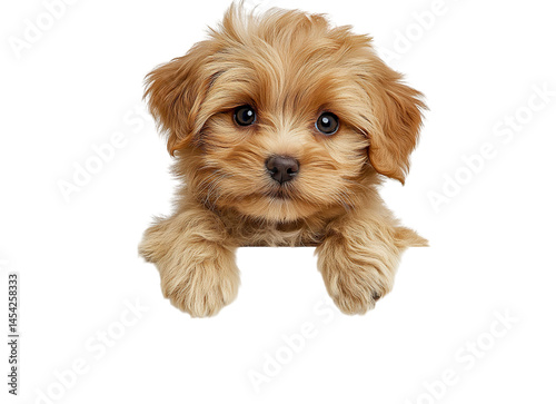 Puppy over banner