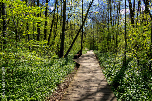 Road through spring forest with beautiful sunlight