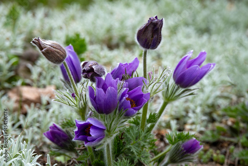 Close-up on blooming pasqueflowers on a spring day