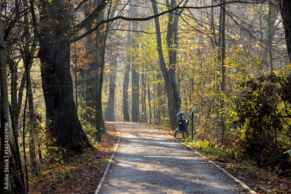 Fototapeta premium Late autumn road in park with soft sunlight