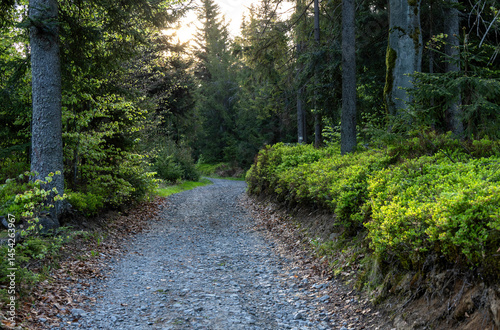A road through a spring forest on a May day
