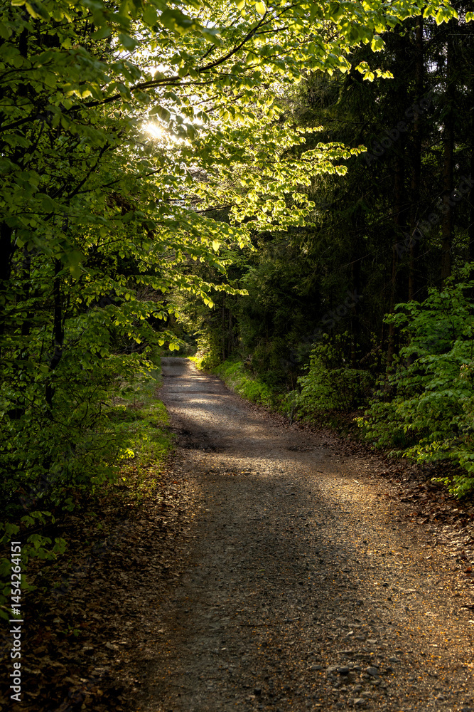 Obraz premium Road through spring forest with beautiful sunlight