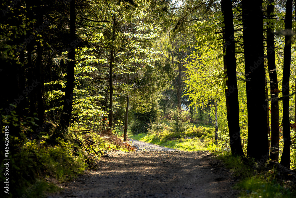 Obraz premium Road through spring forest with beautiful sunlight
