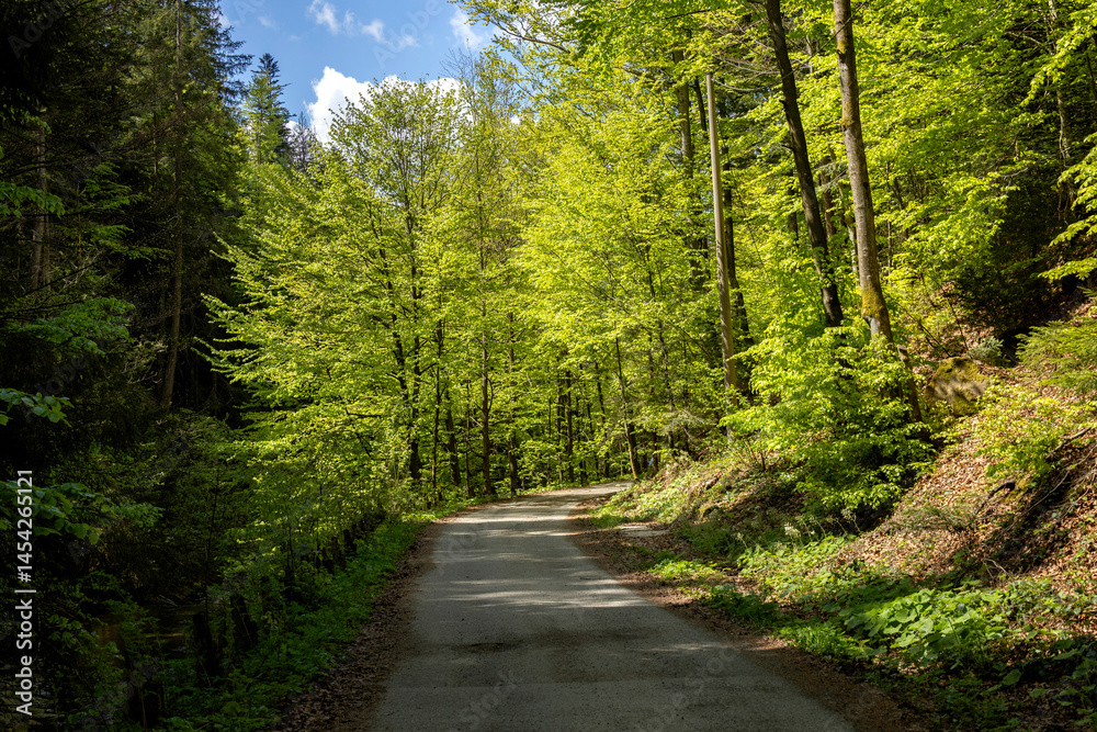 Obraz premium Road through spring forest with beautiful sunlight